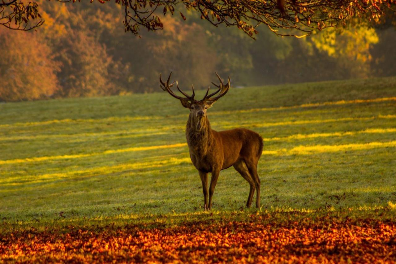 Les 12 Bois Du Cerf Villa Tailles Exteriör bild