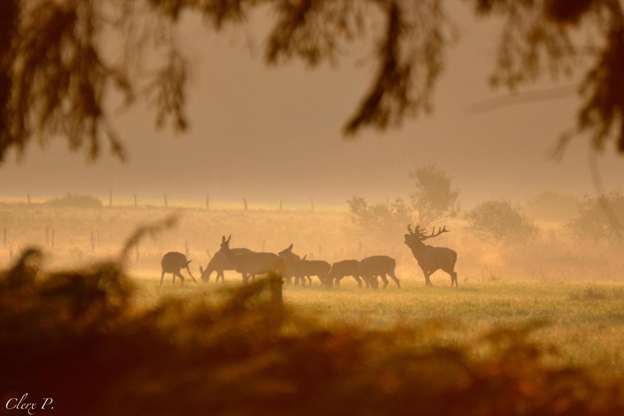 Les 12 Bois Du Cerf Villa Tailles Exteriör bild