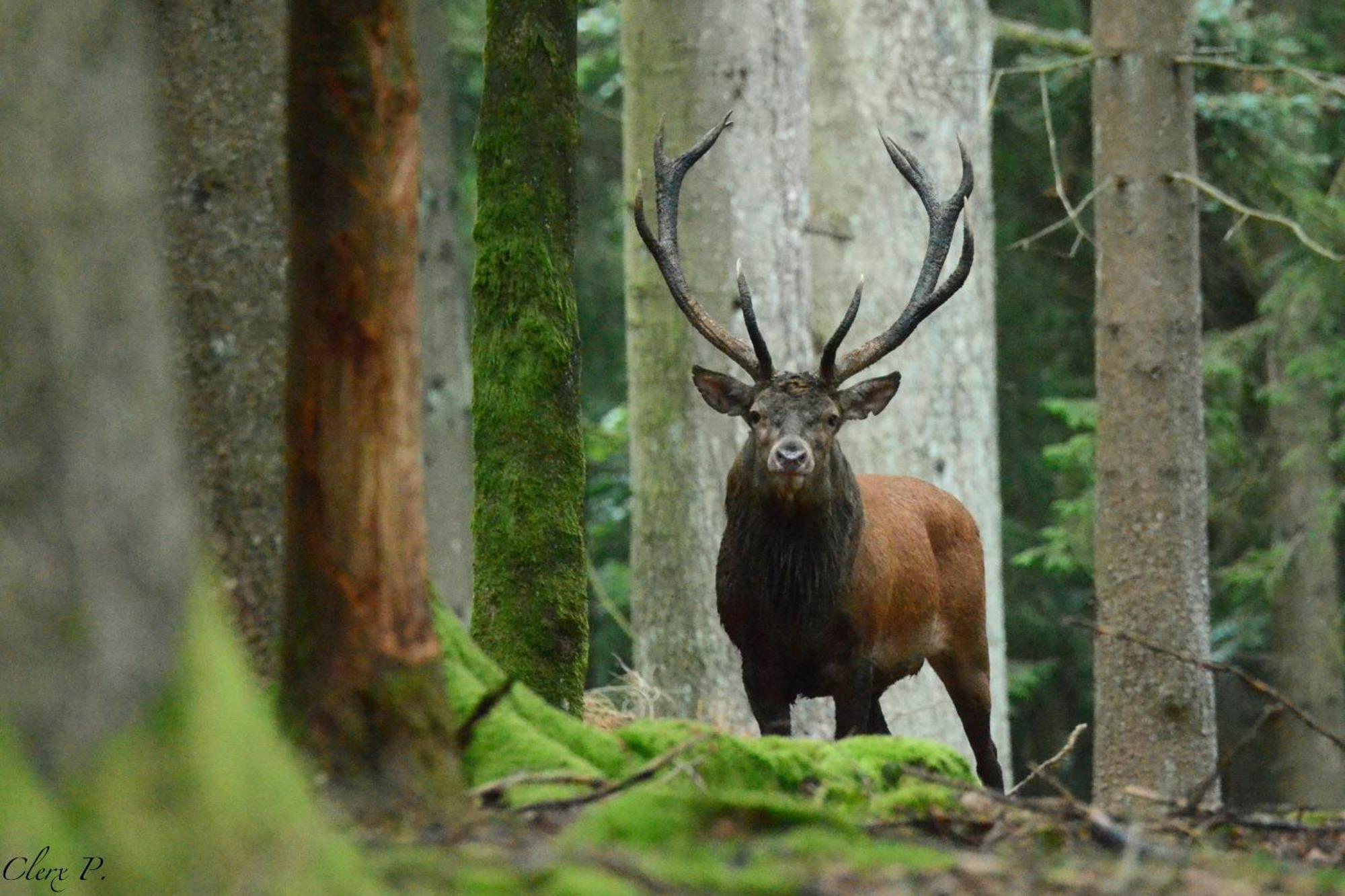 Les 12 Bois Du Cerf Villa Tailles Exteriör bild